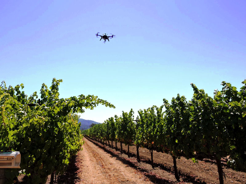 drone flying above grape vines
